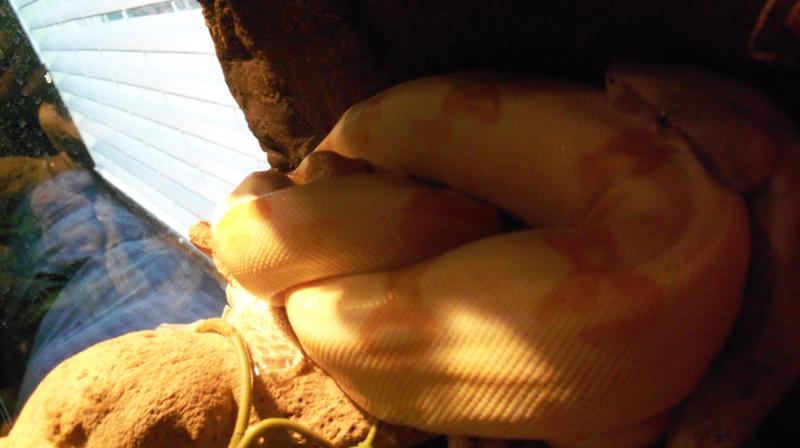 sunglow 2