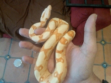 sunglow female