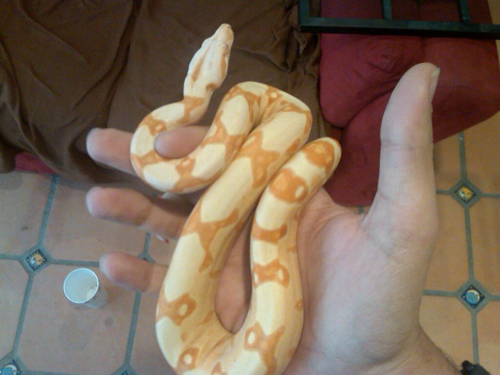 sunglow female