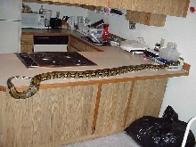 counter top
