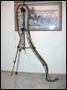 Photo Retic