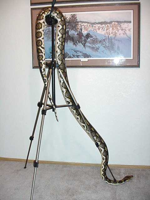 Photo Retic