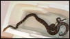 Rock and Retic bath buddies