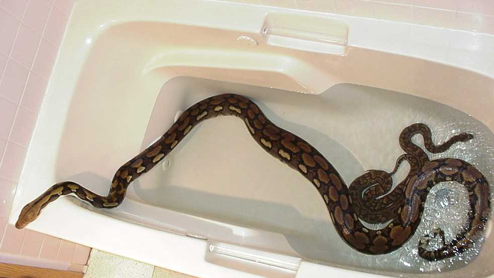 Rock and Retic bath buddies