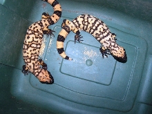 1.1 Banded