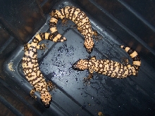 1.2 Banded