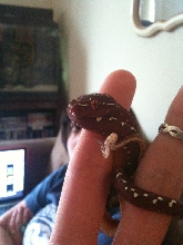 new baby!