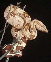 824 Female #17