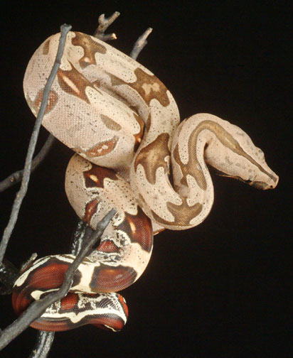 824 Female #17
