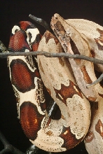 824 Male