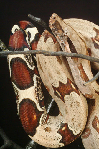 824 Male