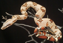 824 Male #11