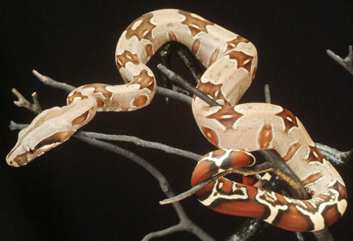 824 Male #11