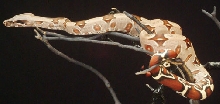 824 Male #11