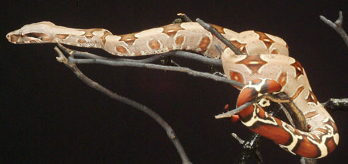 824 Male #11