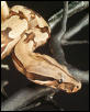 824 Male #14