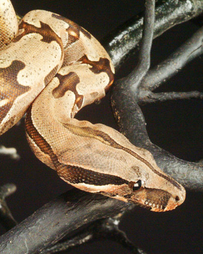 824 Male #14