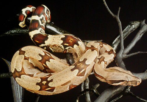 824 Male #14