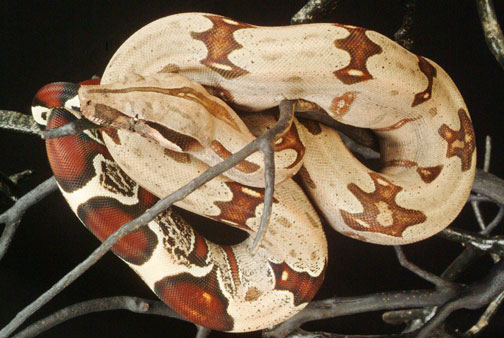 824 Male #7