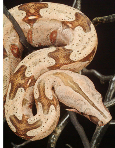 824 Male