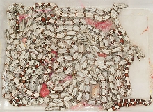 Bats 2004