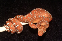 e1