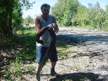 phil and cottonmouth