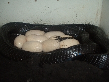 couperi laying