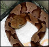 Southern Copperhead