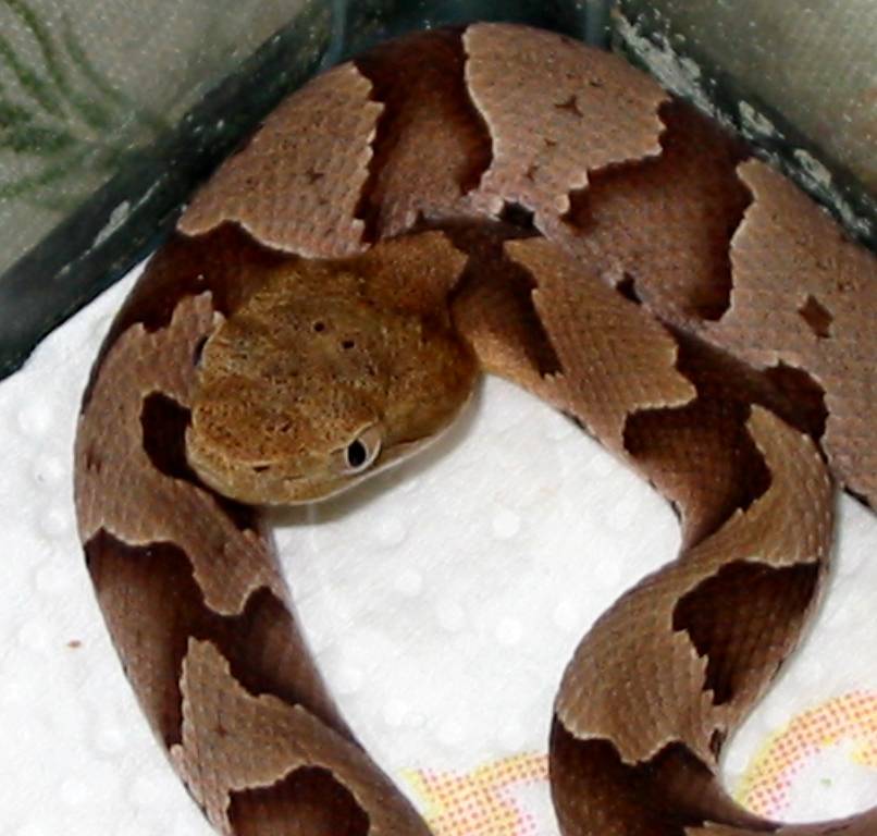 Southern Copperhead