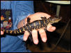 Gator