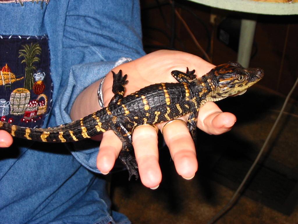 Gator