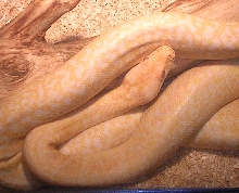 Albino Granite Burmese