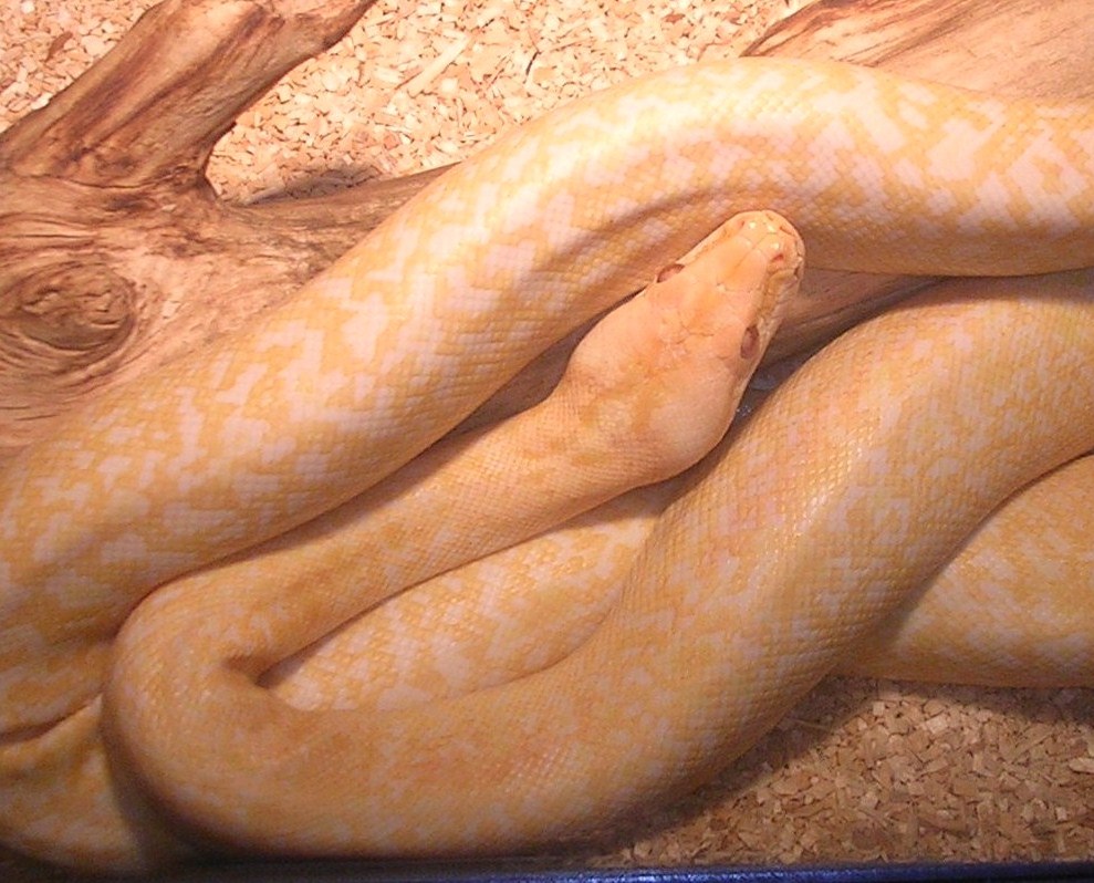 Albino Granite Burmese