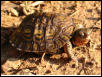 Central American Wood Turtle