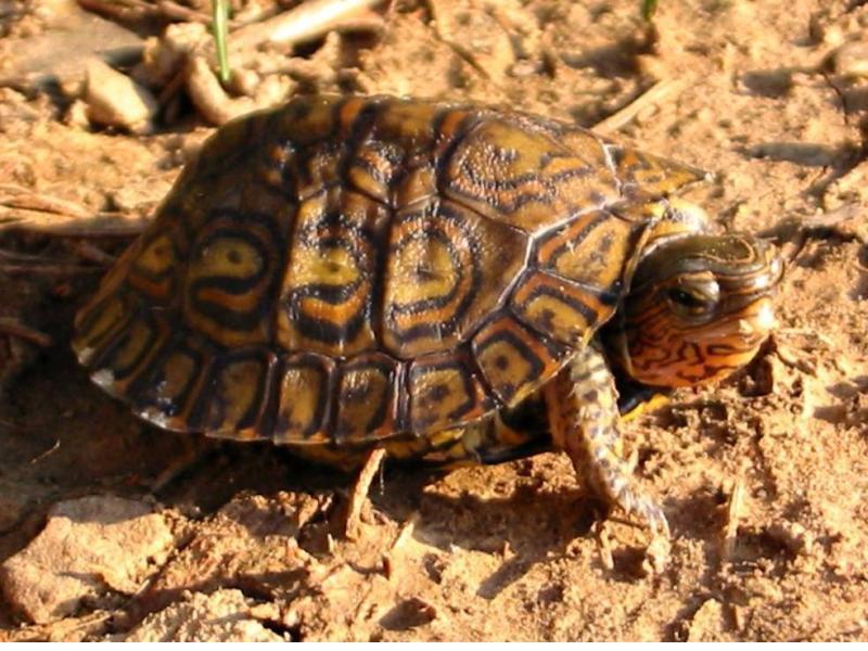 Central American Wood Turtle