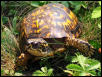 Female Eastern Box Turtle