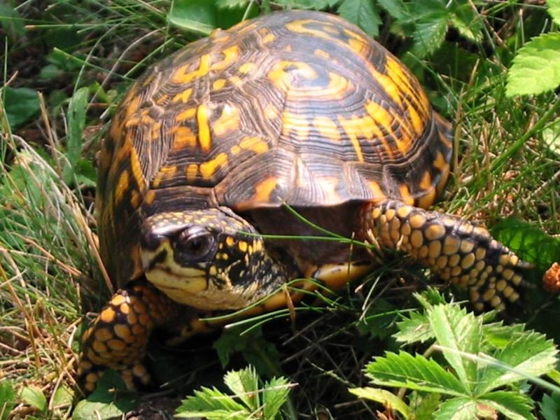 Female Eastern Box Turtle