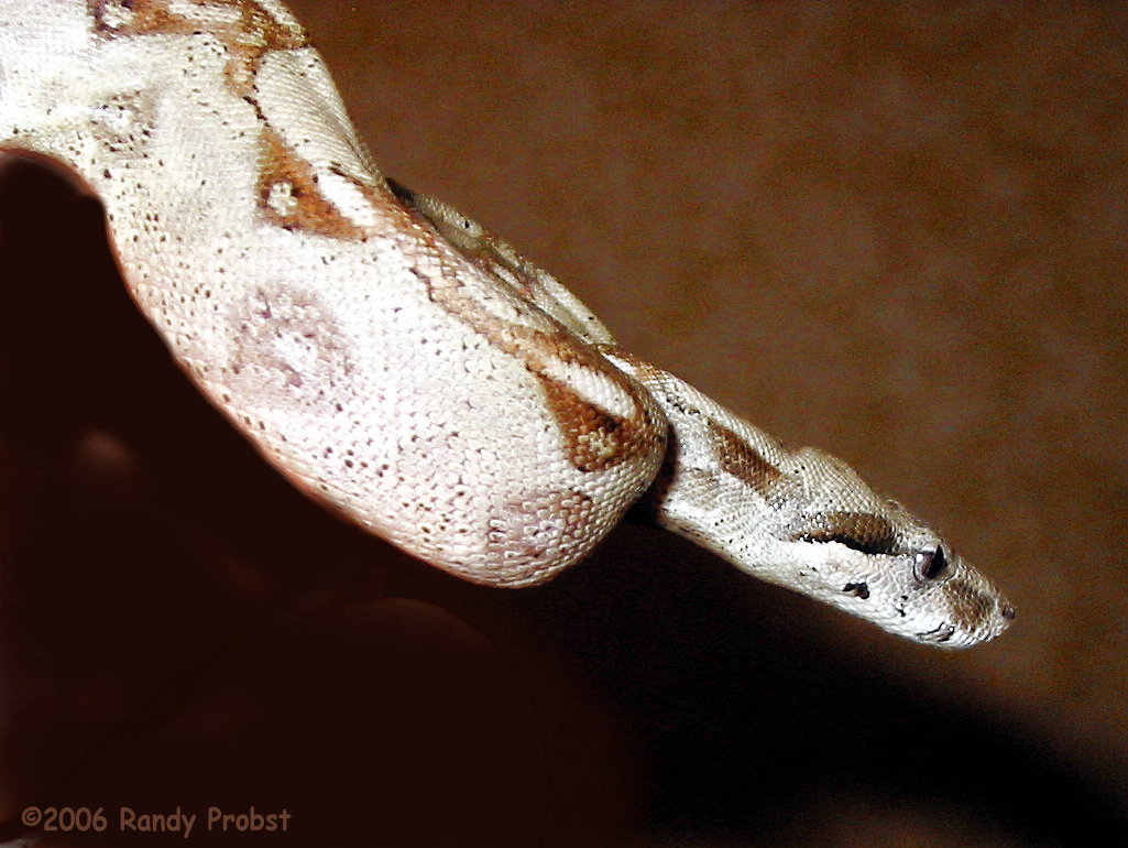 Columbian Boa