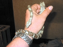 Columbian Boa Constrictor