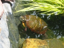 Female painted Turtle