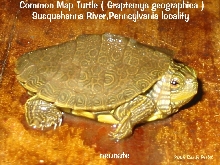 neonate Common Map