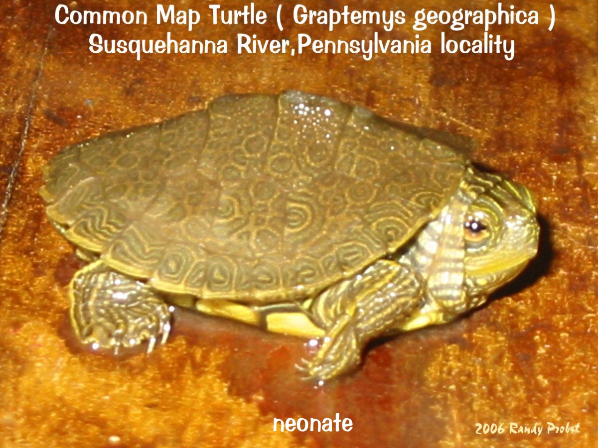 neonate Common Map