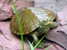 Common Map Turtle