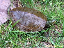 Graptemys geographica