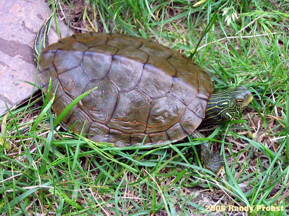 Graptemys geographica