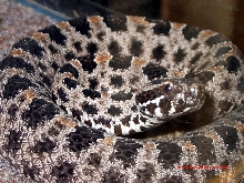 Sistrurus miliarius barbouri