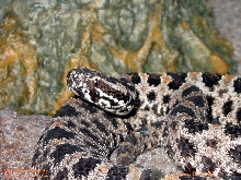 Dusky Pygmy Rattlesnake