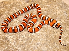 L zonata agalma, 2003 female