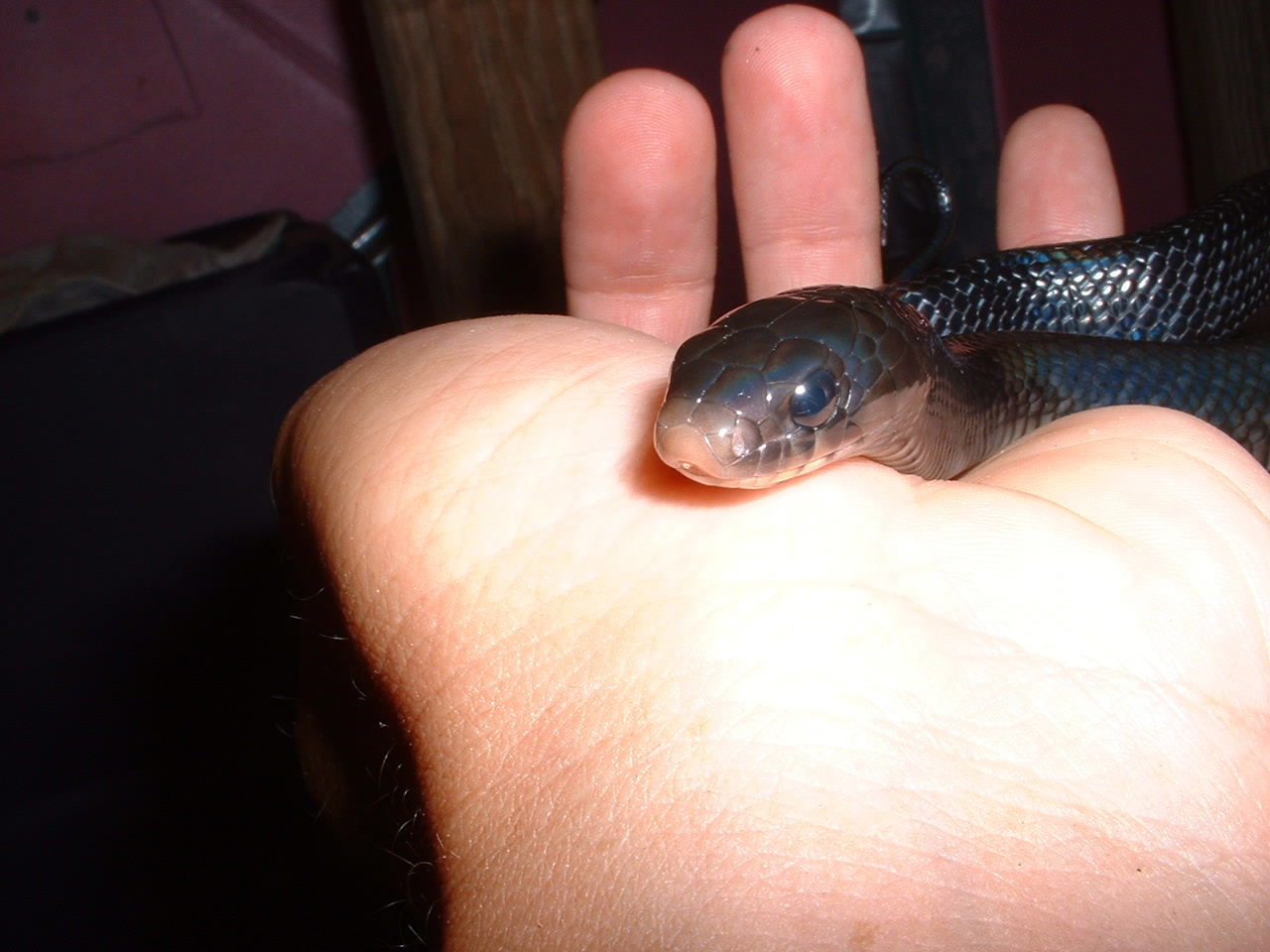 baby coup head